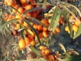 Rakytník řešetlákový - Hippophae rhamnoides 